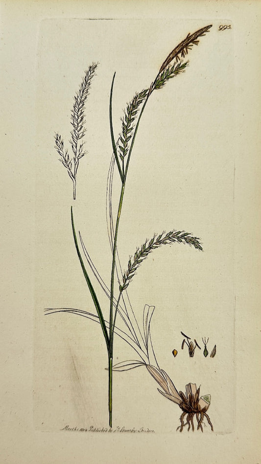 Antique Print - James Sowerby - Carex Fylvatica - Pendulous Wood Carex - F1