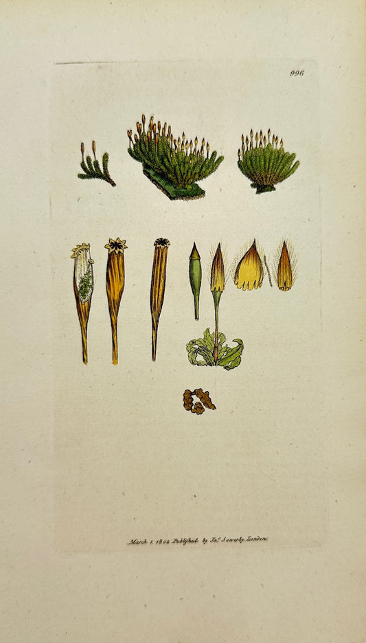 Antique Print - James Sowerby - Orthotrichum Criſpum - Curled Orthotrichum - F1