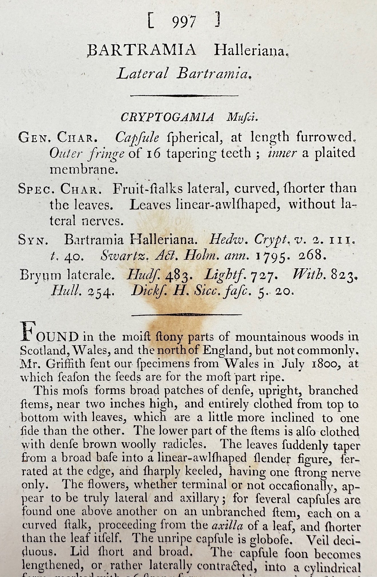 Antique Print - James Sowerby - Bartramia Halleriana - Lateral Bartramia - F1