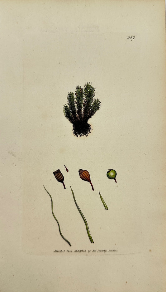 Antique Print - James Sowerby - Bartramia Halleriana - Lateral Bartramia - F1