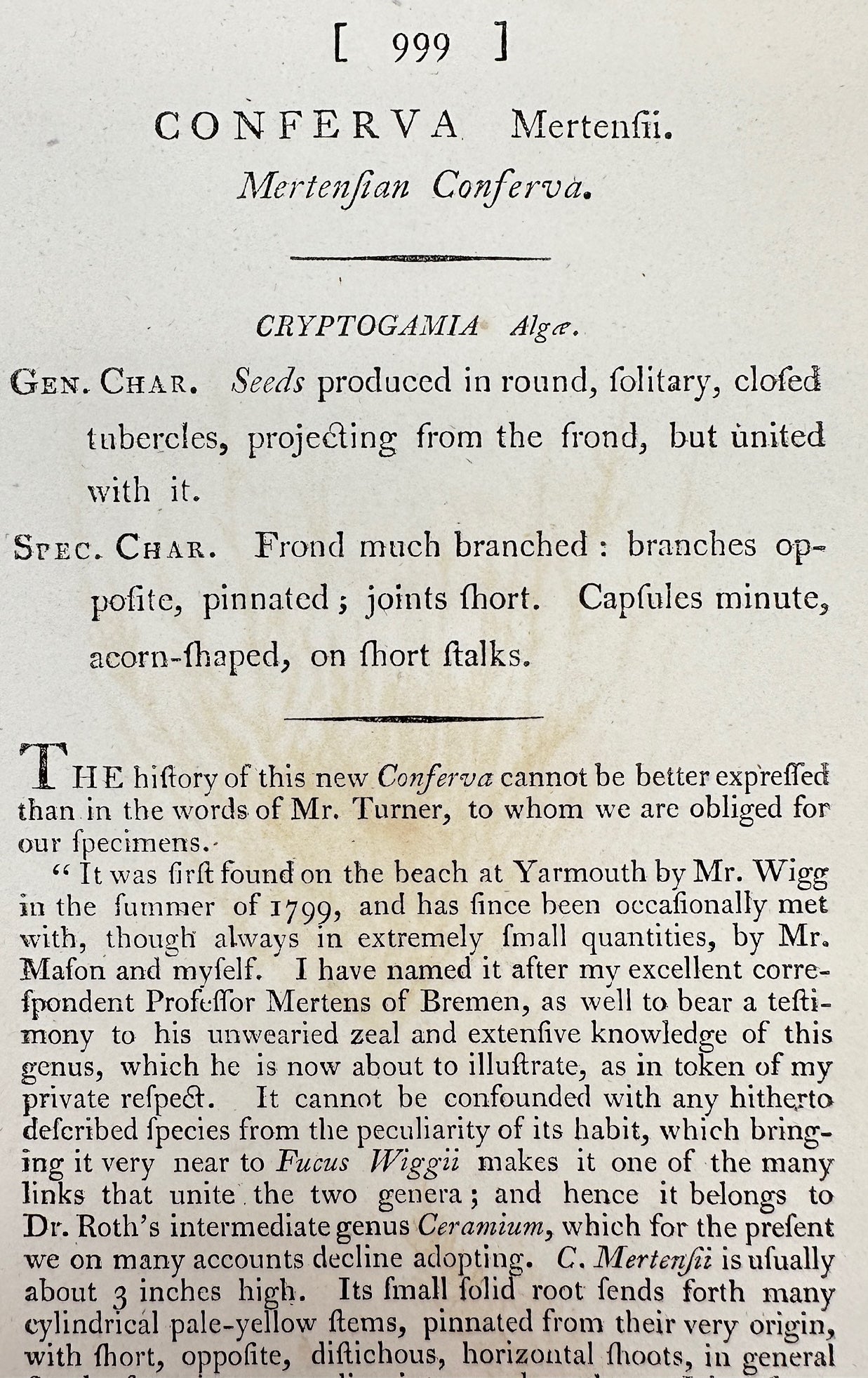 Antique Print - James Sowerby - Conferva Mertenfii - Mertensian Conferva - F1