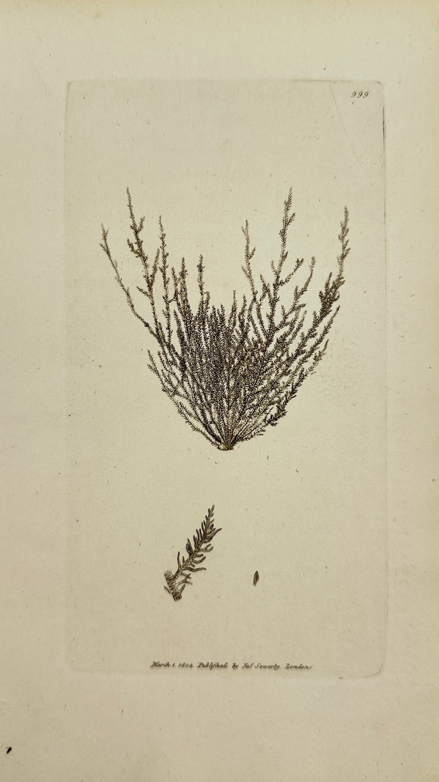 Antique Print - James Sowerby - Conferva Mertenfii - Mertensian Conferva - F1