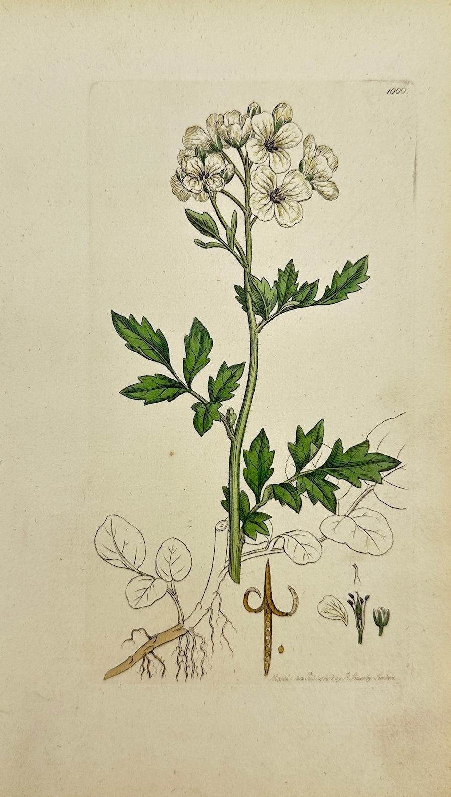 Antique Print - James Sowerby - Cardamine Amara - Bitter Ladies'-Smock - F1