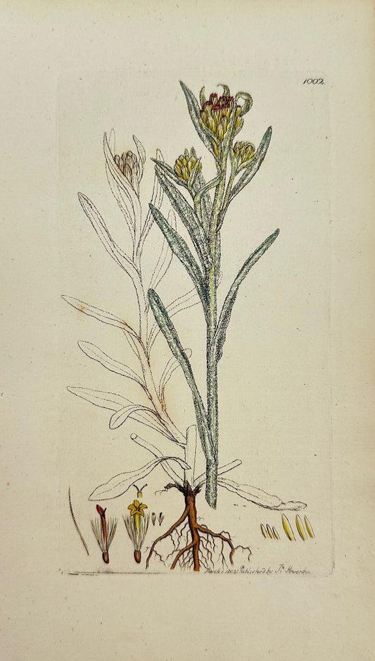 Antique Print - James Sowerby - Gnaphalium Luteo-album - Jersey Cudweed - F1