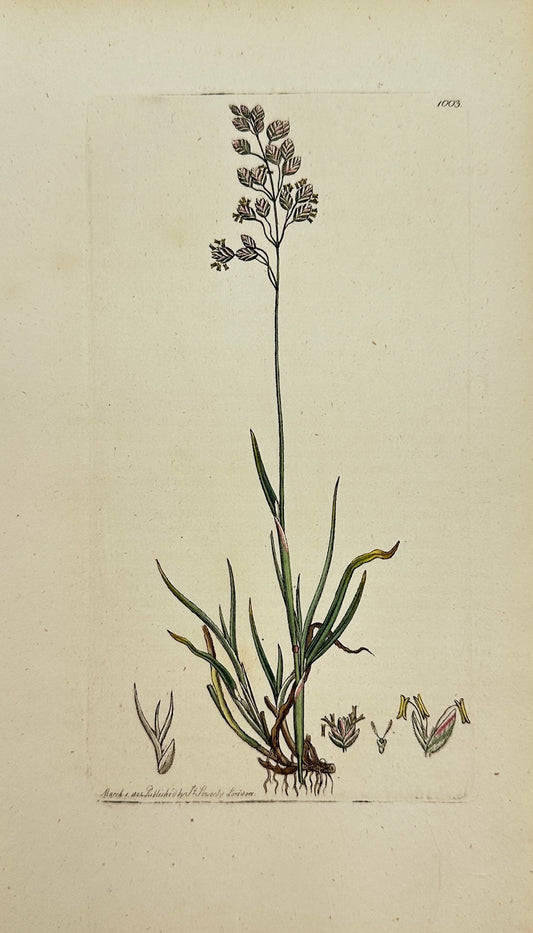 Antique Botanical Print - James Sowerby - Poa Alpina - Alpine Meadow-grass - F1