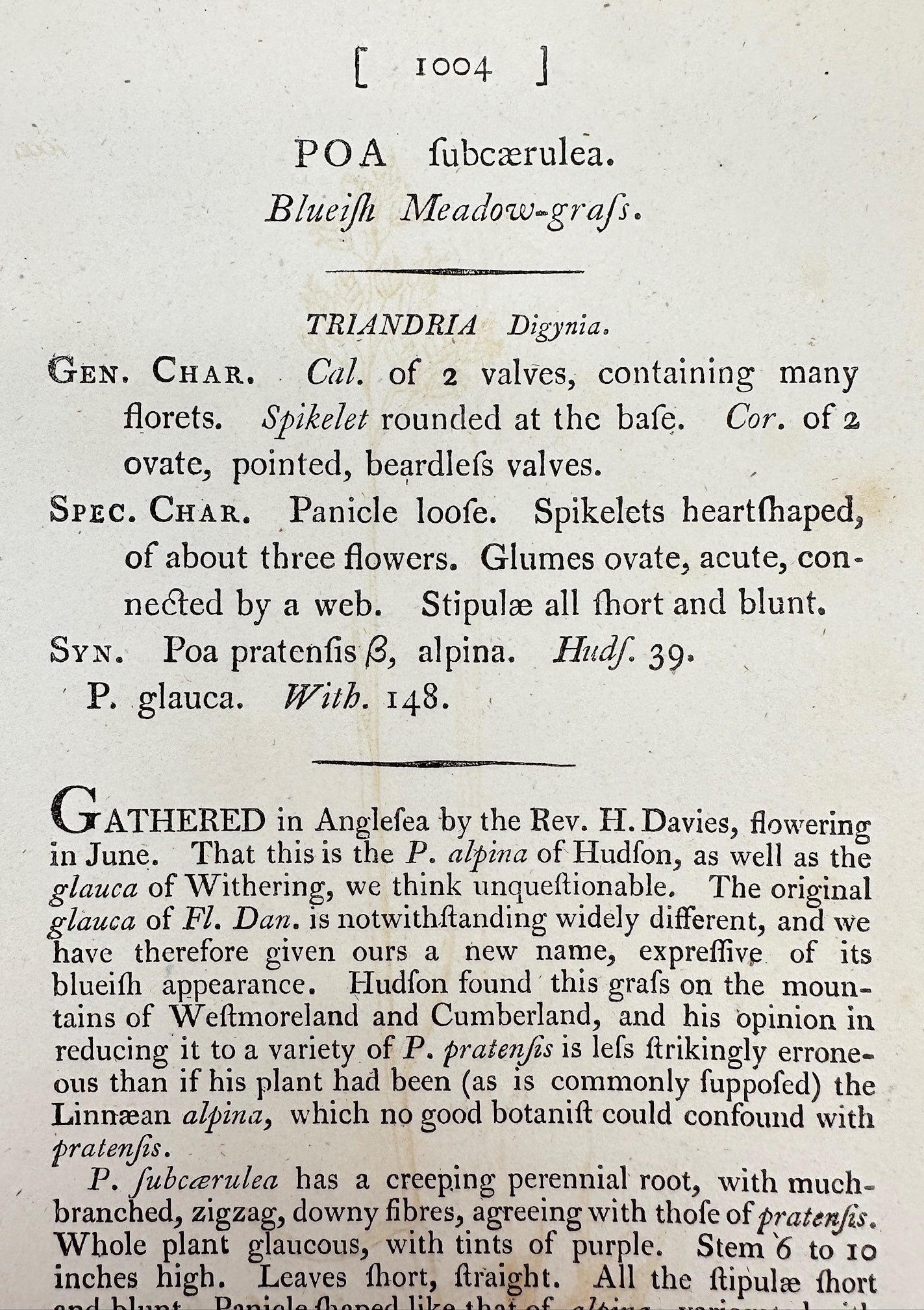 Antique Print - James Sowerby - Poa Fubcærulea - Blueish Meadow-grafs - F1