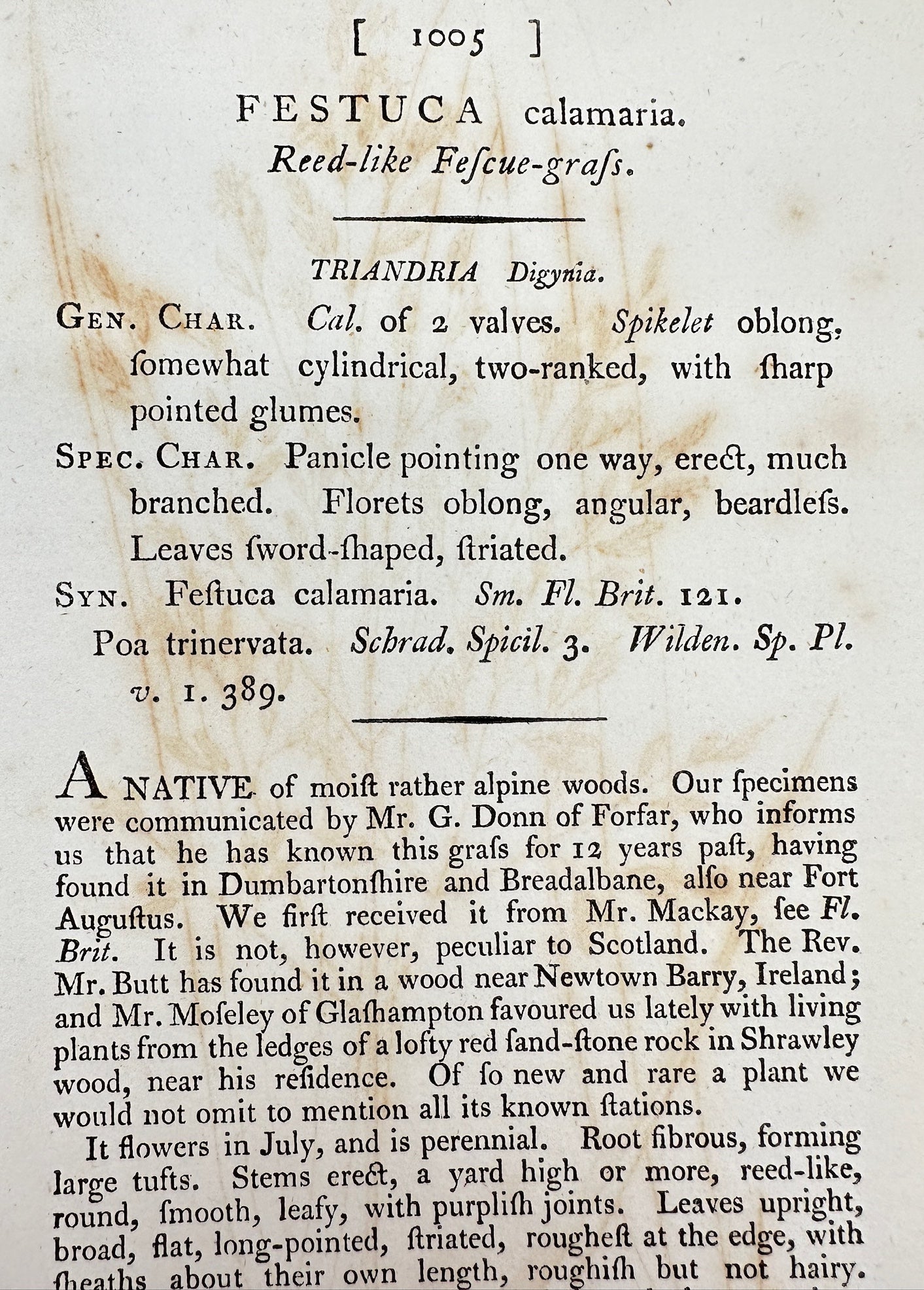 Antique Print - James Sowerby - Festuca Calamaria - Reed-like Fescue-grafs - F1