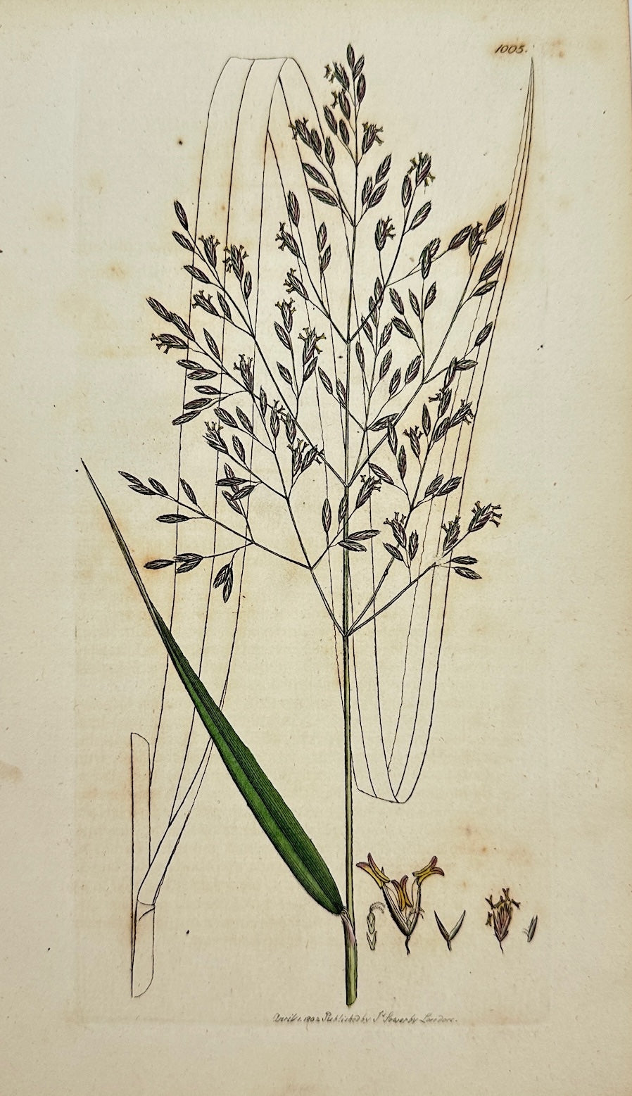 Antique Print - James Sowerby - Festuca Calamaria - Reed-like Fescue-grafs - F1