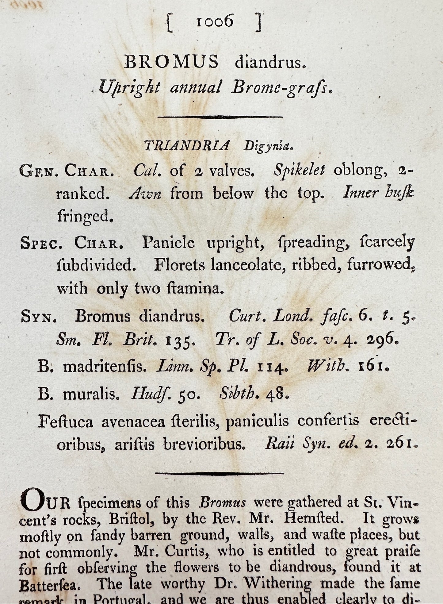 Antique Print - Sowerby - Bromus Diandrus - Upright annual Brome-grafs - F1