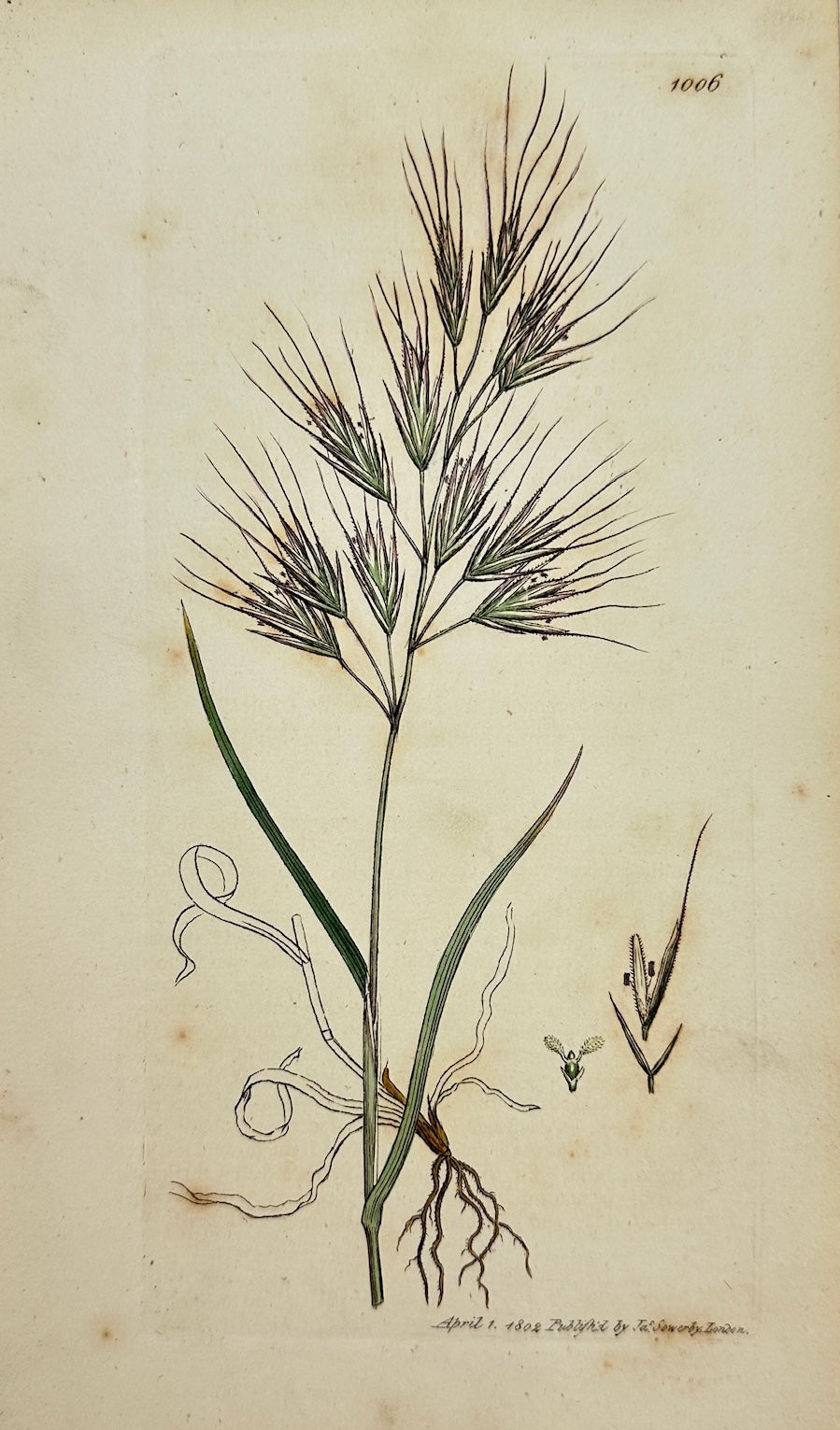 Antique Print - Sowerby - Bromus Diandrus - Upright annual Brome-grafs - F1