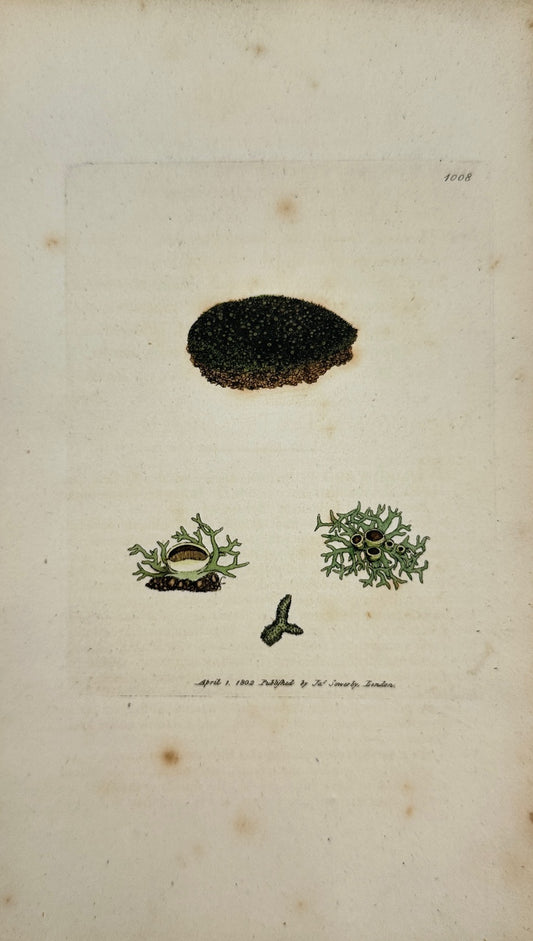 Antique Print - Sowerby - Lichen Fubtilis - Fine-Spun Gelatinous Lichen - F1