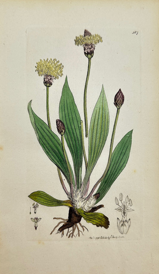 Antique Print - James Sowerby - Plantago Lanceolata - Ribwort Plantain - F1