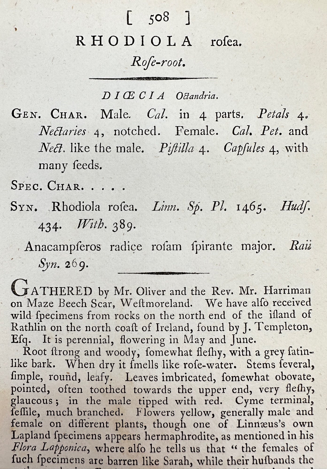 Antique Botanical Print - James Sowerby - Rhodiola Rofea - Rofe-root - F1