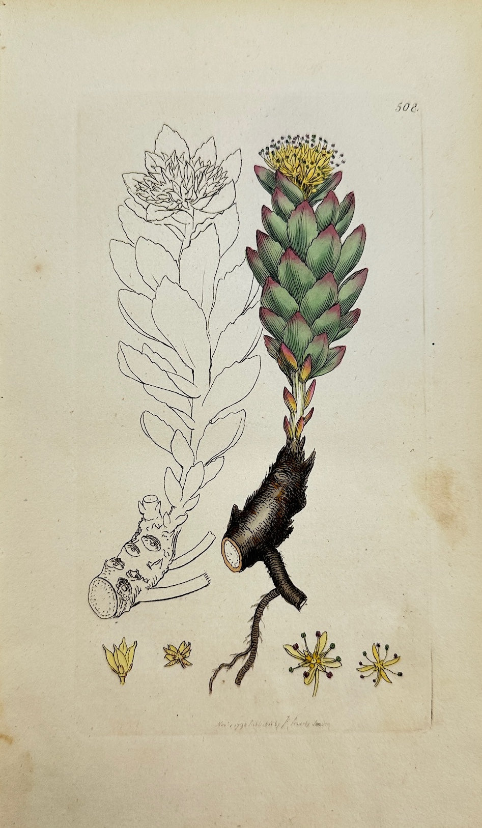 Antique Botanical Print - James Sowerby - Rhodiola Rofea - Rofe-root - F1