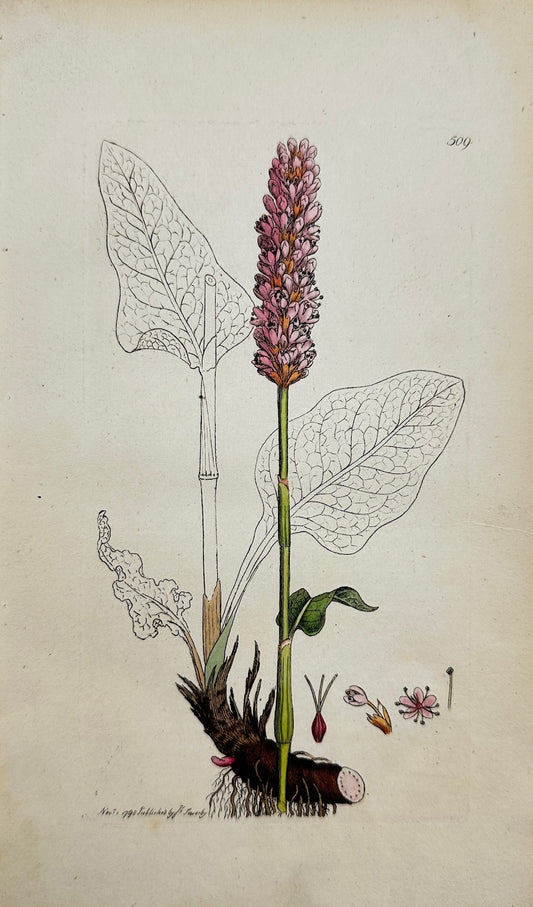 Antique Botanical Print - James Sowerby - Polygonum Biſtorta - Bistort - F1