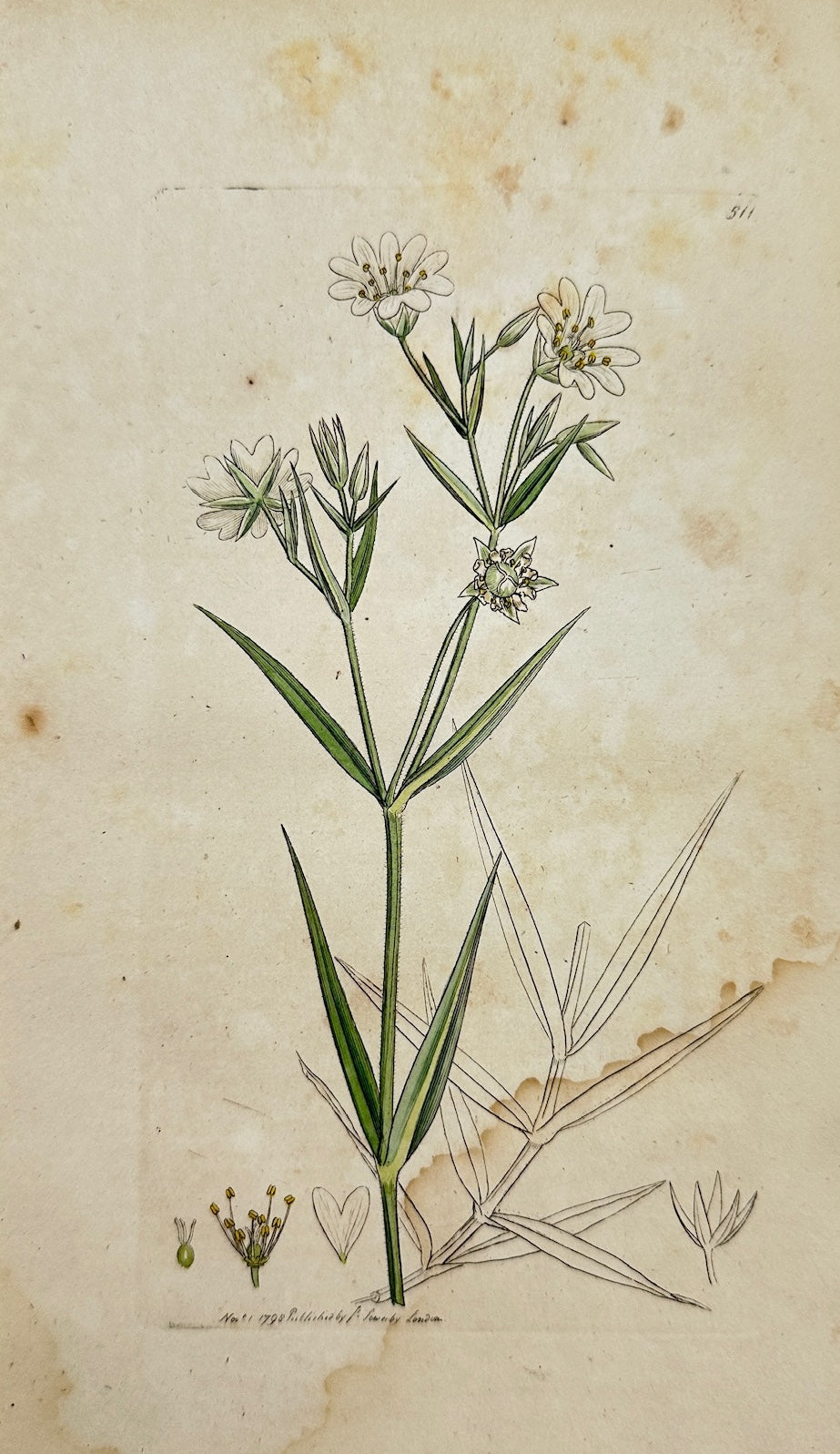 Antique Print - James Sowerby - Stellaria Holoftea - Greater Stitchwort - F1