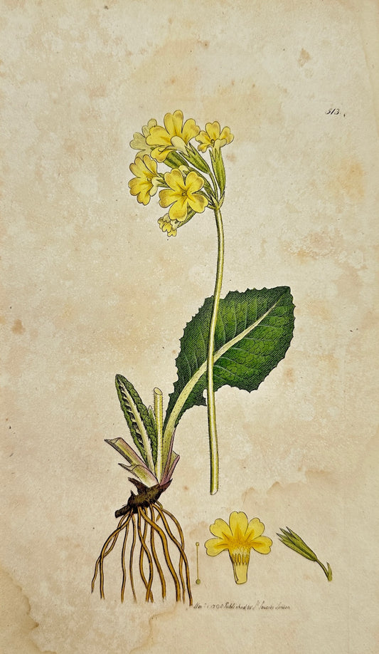 Antique Botanical Engraving - James Sowerby - Primula Elatior - Oxlip - F1