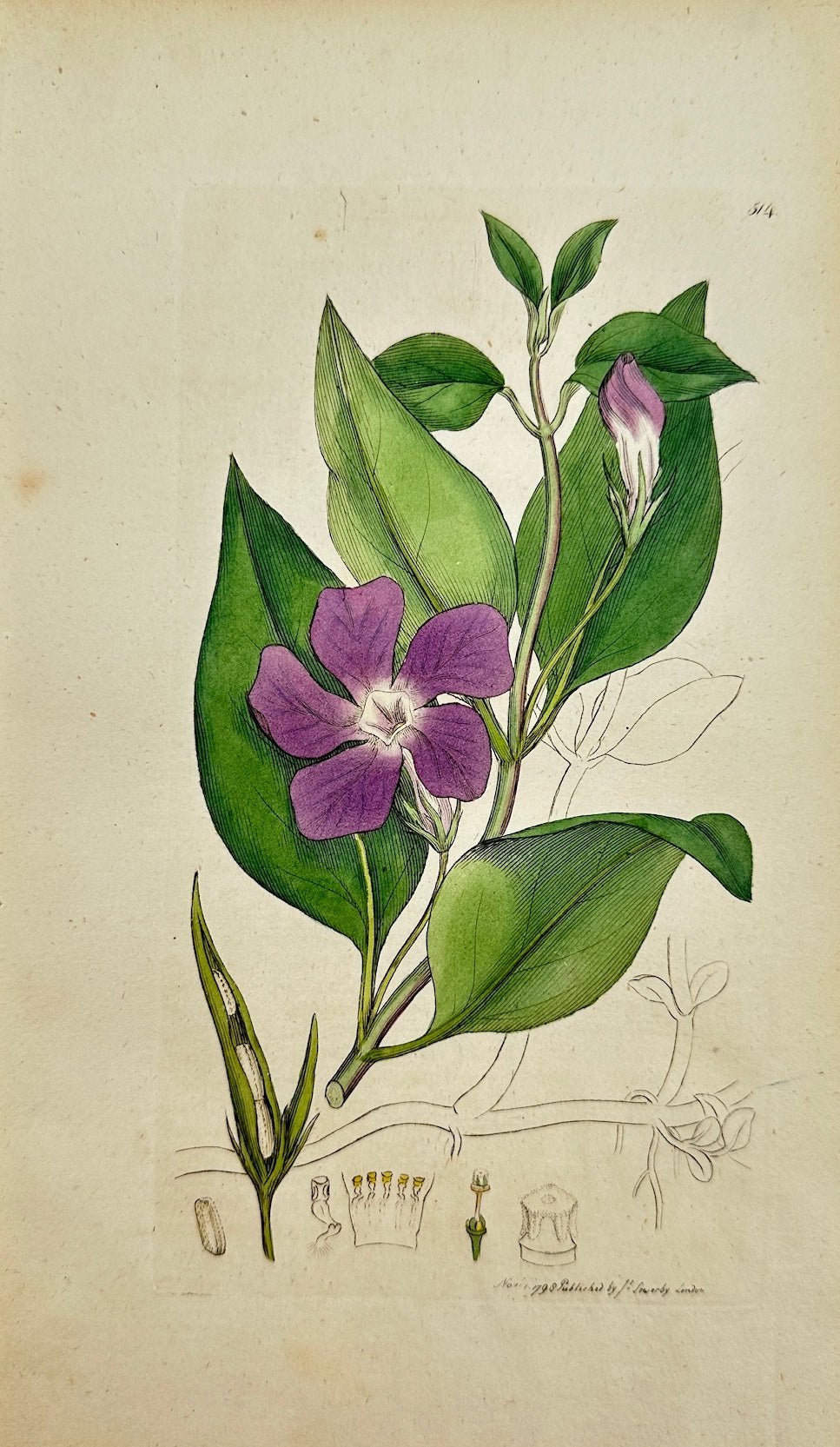 Antique Botanical Print - James Sowerby - Vinca Major - Greater Periwinkle - F1