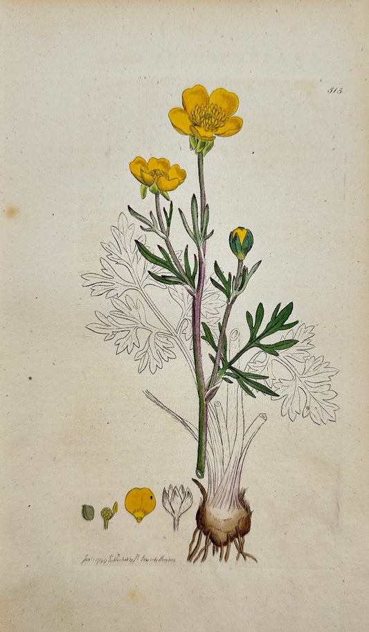 Antique Print - James Sowerby - Ranunculus Bulbofus - Bulbous Crowfoot - F1