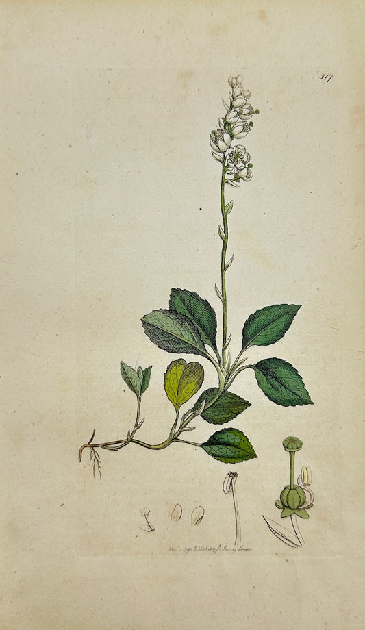 Antique Print - James Sowerby - Pyrola Fecunda - Serrated Winter-green - F1