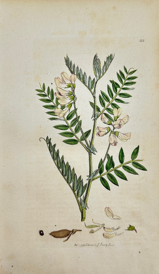 Antique Botanical Print - James Sowerby - Orobus Fylvaticus - Wood Orobus - F1