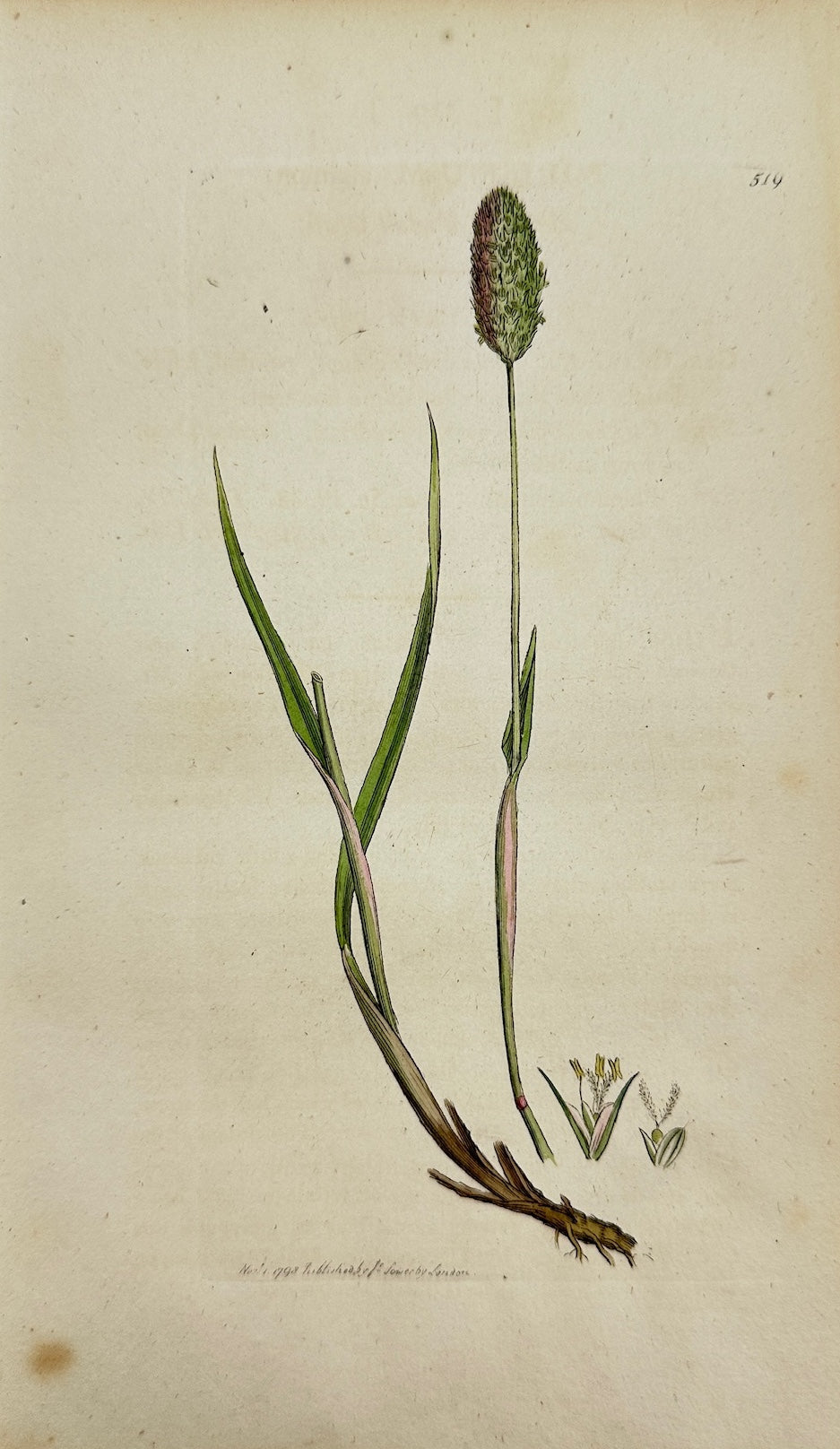 Antique Print - James Sowerby - Phleum Alpinum - Alpine Cat's-tail Grafs - F1