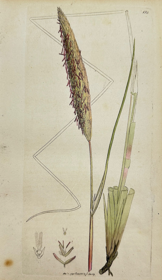 Antique Print - James Sowerby - Arundo Arenaria - Sea Reed, or Marram - F1
