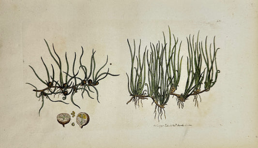 Antique Botanical Print - James Sowerby - Pilularia Globulifera - Pill-wort - F1