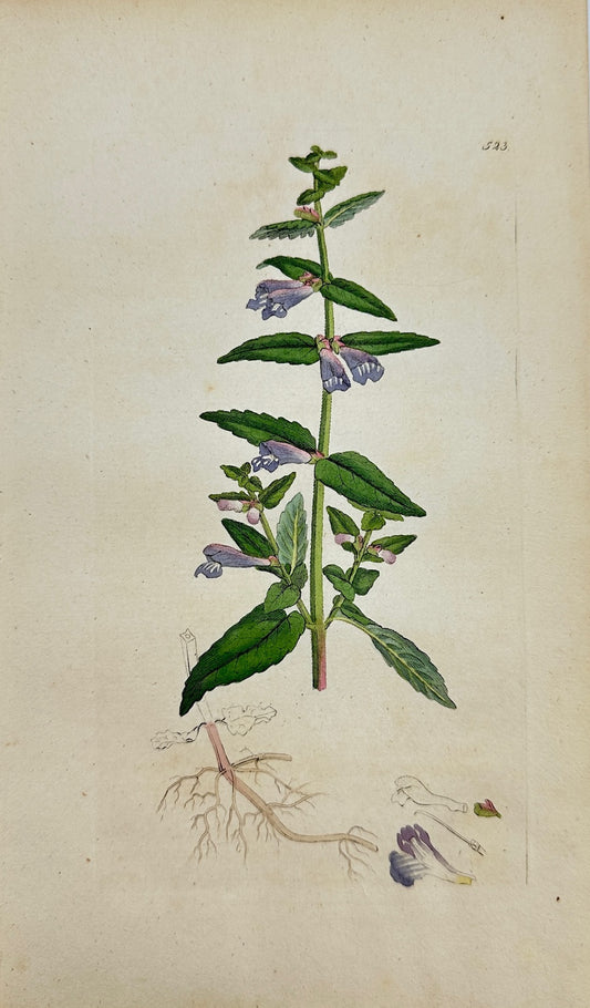 Antique Print - James Sowerby - Scutellaria Galericulata - Common Skull-cap - F1
