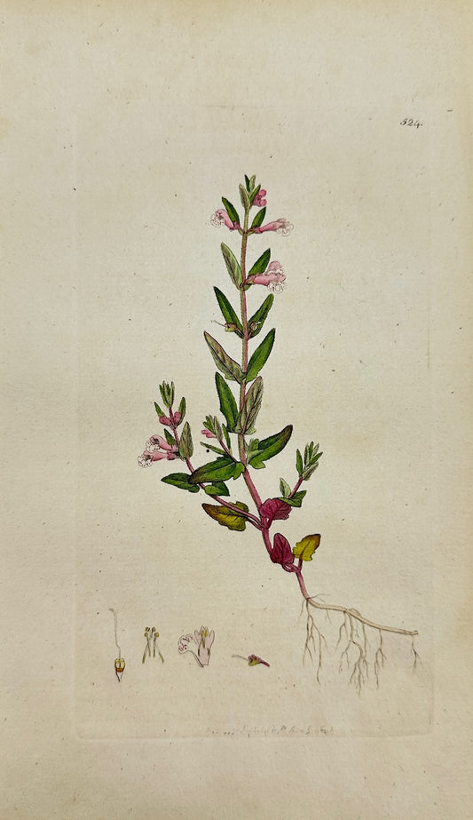 Antique Print - James Sowerby - Scutellaria Minor - Leffer Skull-cap - F1