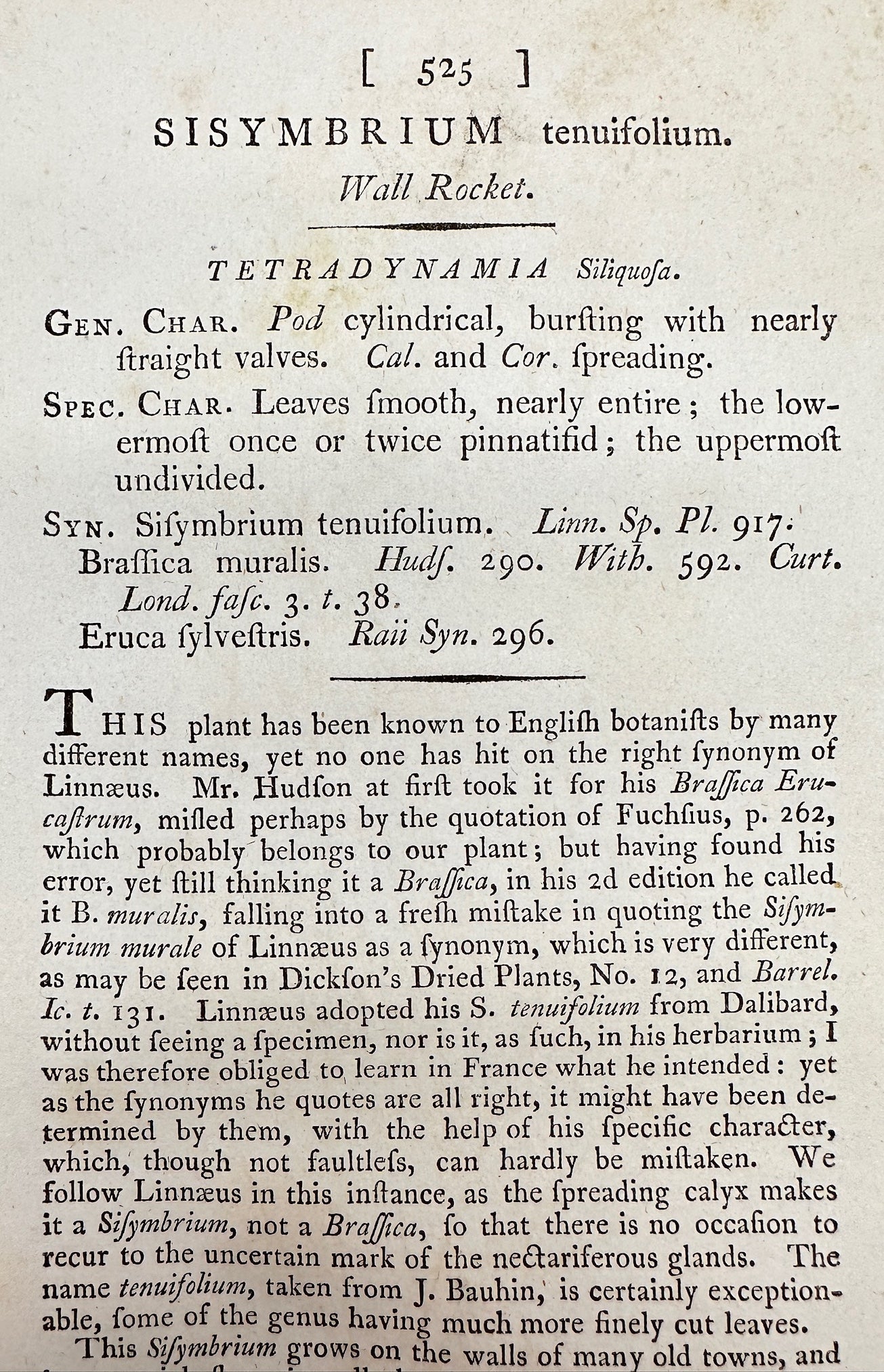 Antique Print - James Sowerby - Sisymbrium Tenuifolium - Wall Rocket - F1