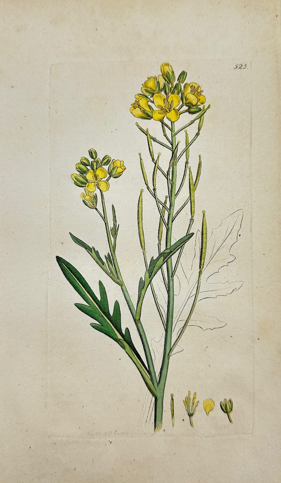 Antique Print - James Sowerby - Sisymbrium Tenuifolium - Wall Rocket - F1