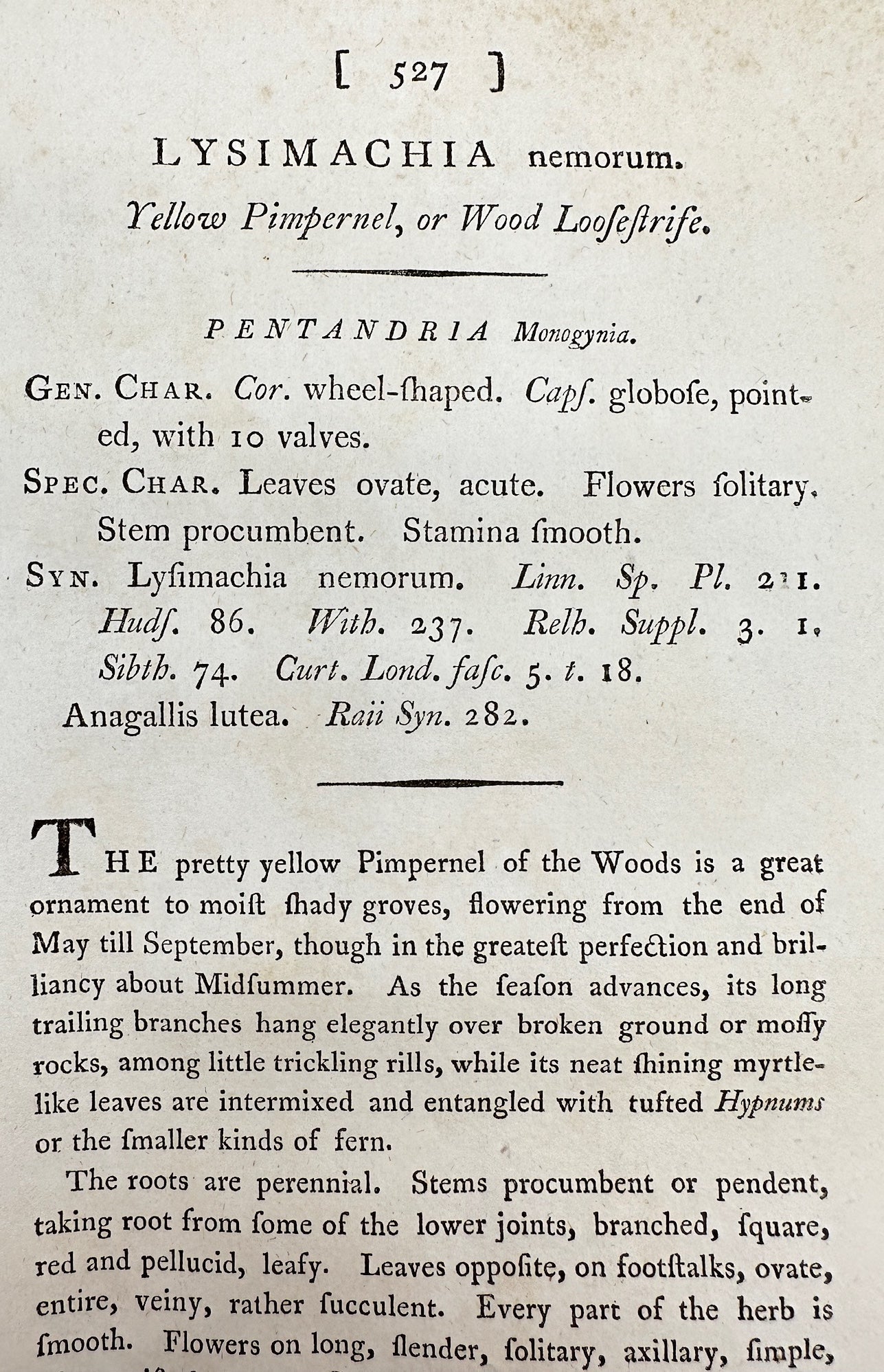 Antique Print - James Sowerby - Lysimachia Nemorum - Yellow Pimpernel - F1