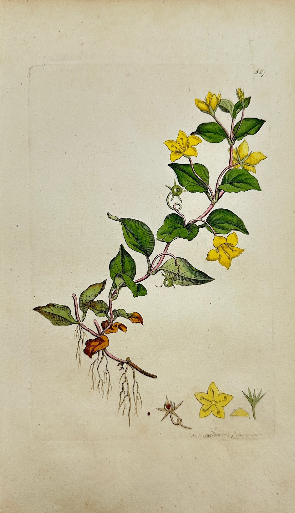 Antique Print - James Sowerby - Lysimachia Nemorum - Yellow Pimpernel - F1