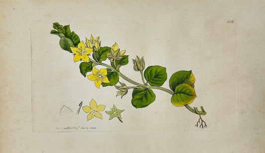 Antique Botanical Print - James Sowerby - Lysimachia Nummularia - Moneywort - F1