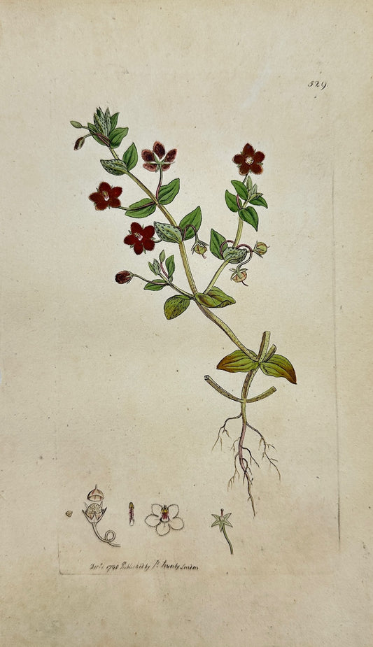 Antique Print - James Sowerby - Anagallis Arvenſis - Scarlet Pimpernel - F1