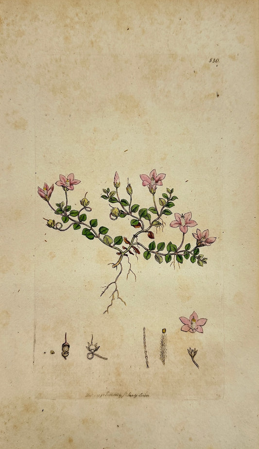 Antique Botanical Print - James Sowerby - Anagallis Tenella - Bog Pimpernel - F1