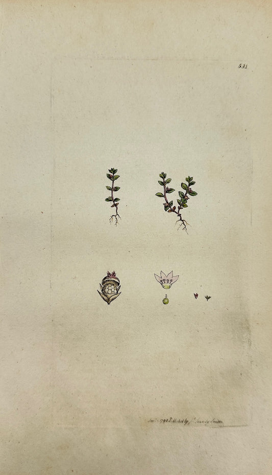 Antique Botanical Print - James Sowerby - Centunculus Minimus - Chaff-weed - F1