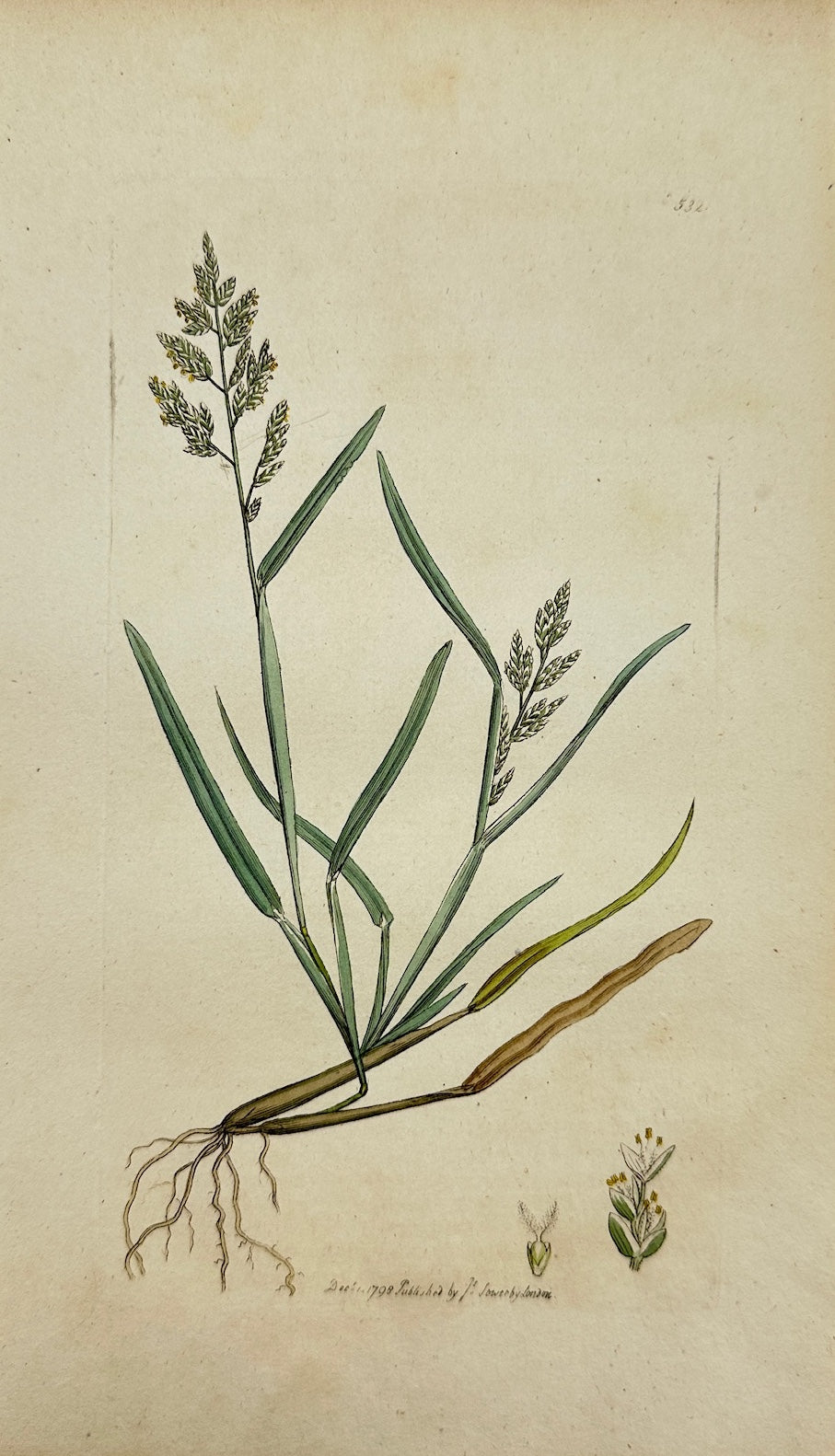 Antique Print - Sowerby - Poa Procumbens - Procumbent Sea Meadow-grafs - F1