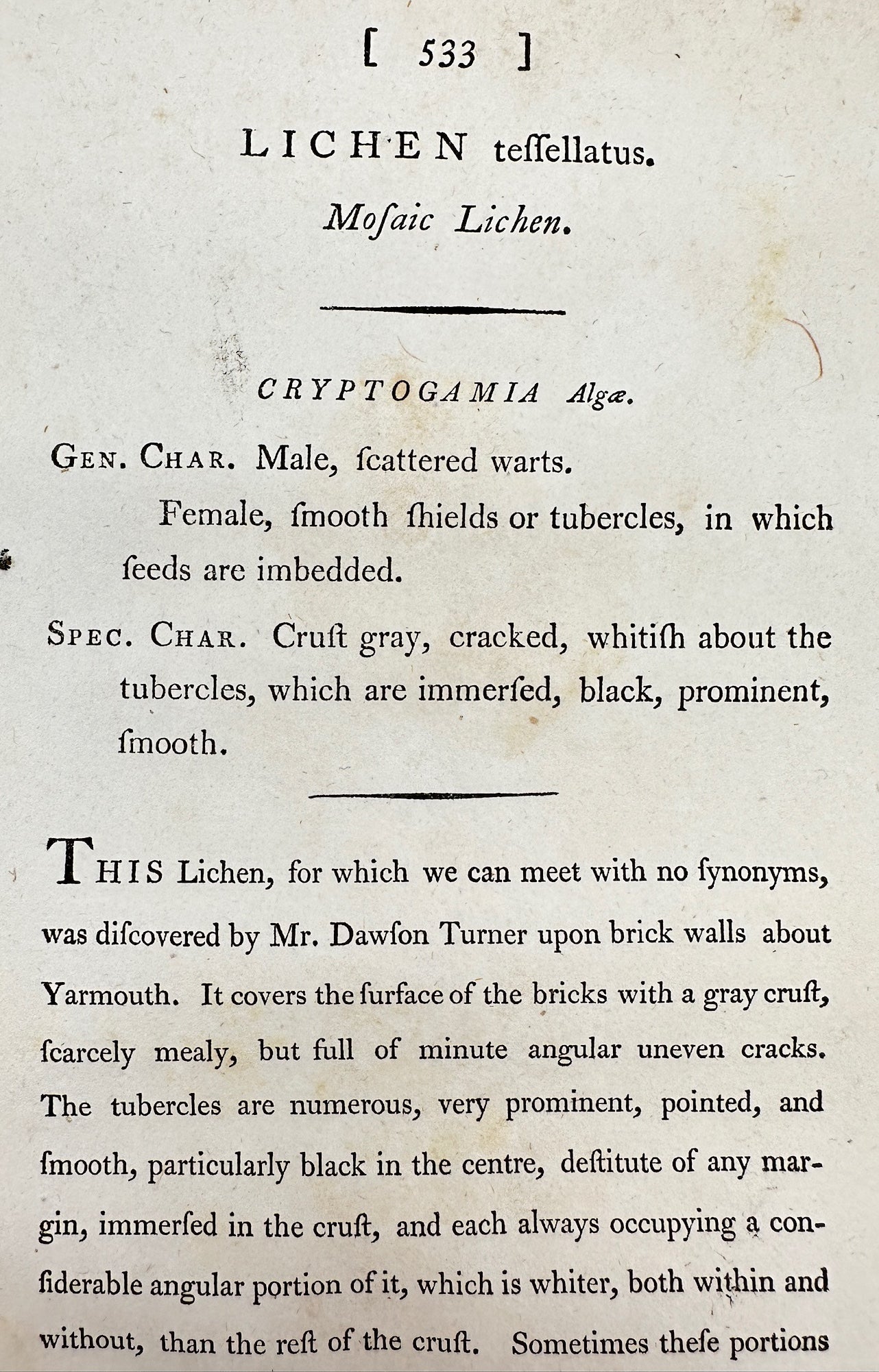 Antique Print - James Sowerby - Lichen Teſſellatus - Mofaic Lichen - F1