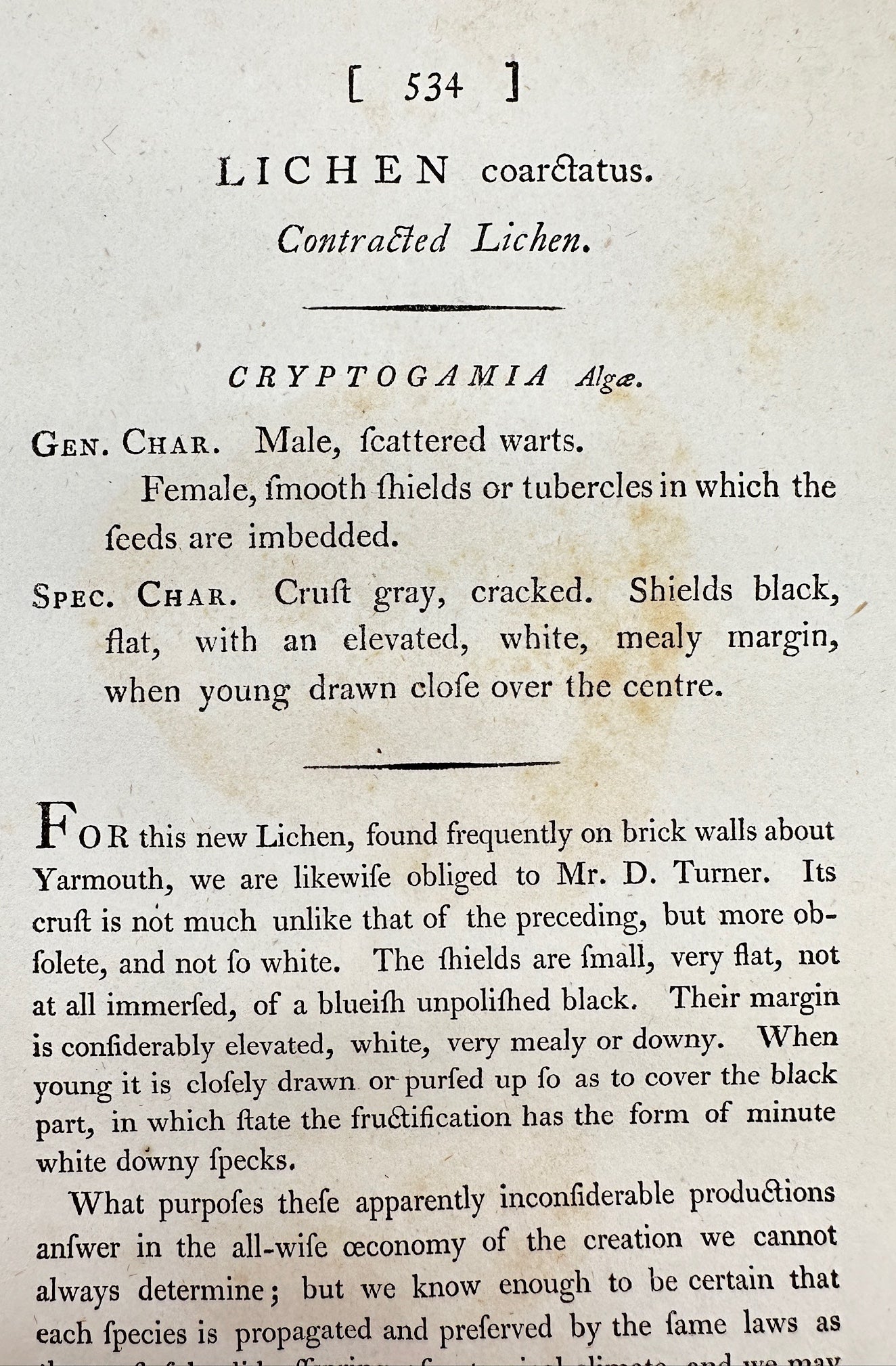 Antique Print - James Sowerby - Lichen Coarctatus - Contracted Lichen - F1