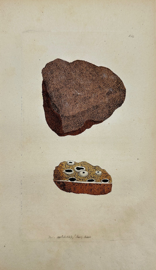 Antique Print - James Sowerby - Lichen Coarctatus - Contracted Lichen - F1