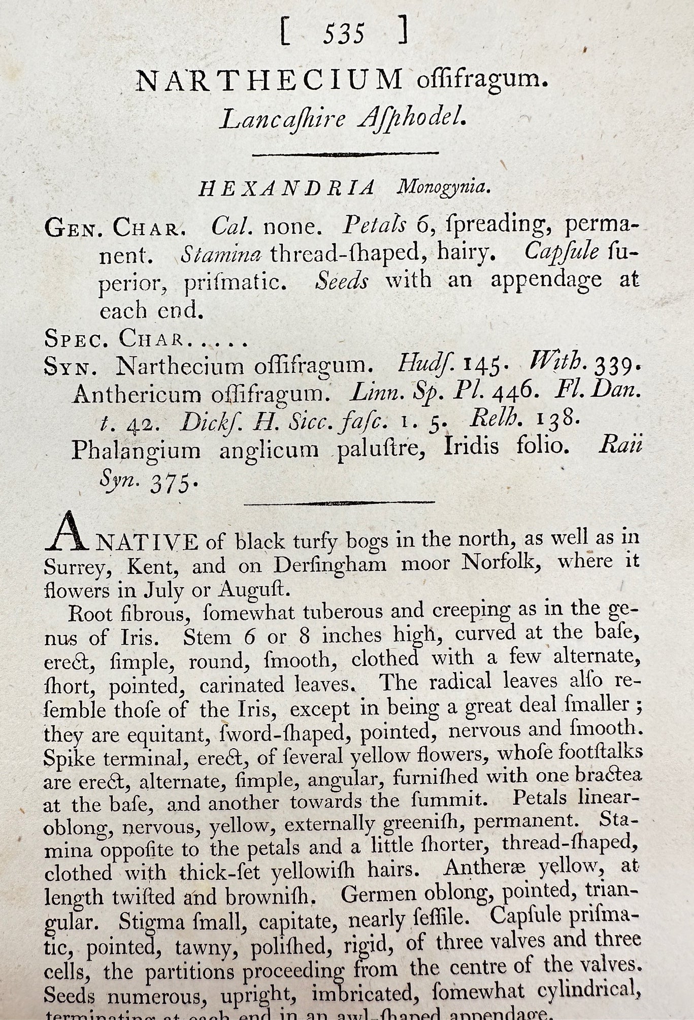 Antique Print - James Sowerby - Narthecium Offifragum - Lancashire Asphodel - F1