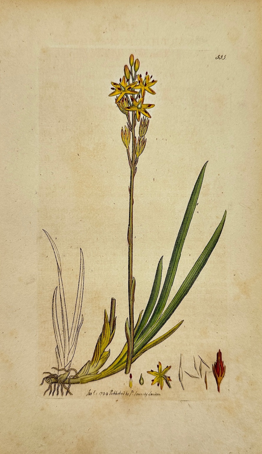 Antique Print - James Sowerby - Narthecium Offifragum - Lancashire Asphodel - F1