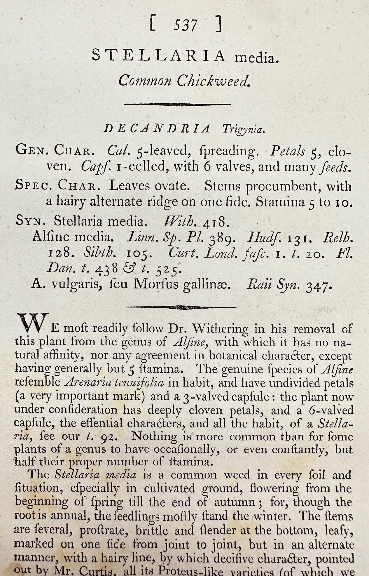 Antique Print - James Sowerby - Stellaria Media - Common Chickweed - F1