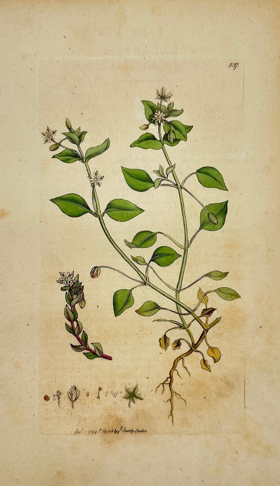 Antique Print - James Sowerby - Stellaria Media - Common Chickweed - F1
