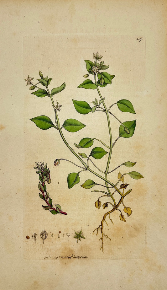 Antique Print - James Sowerby - Stellaria Media - Common Chickweed - F1