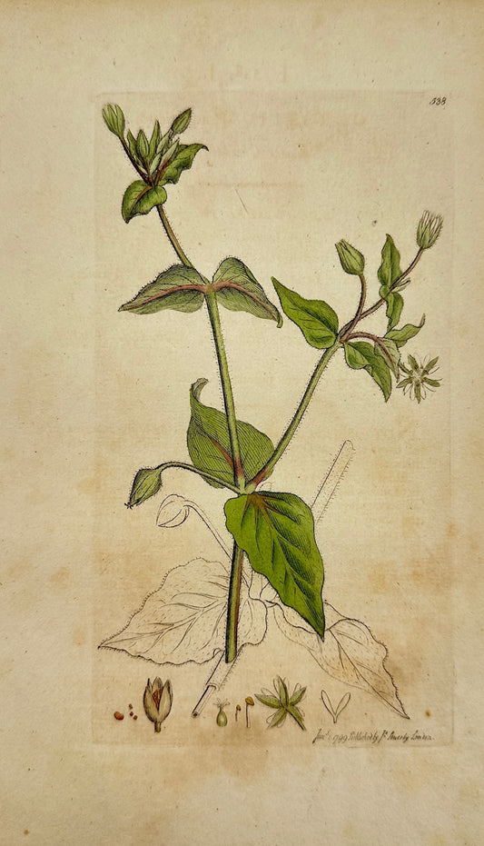 Antique Print - James Sowerby - Cerastium Aquaticum - Water Chickweed - F1