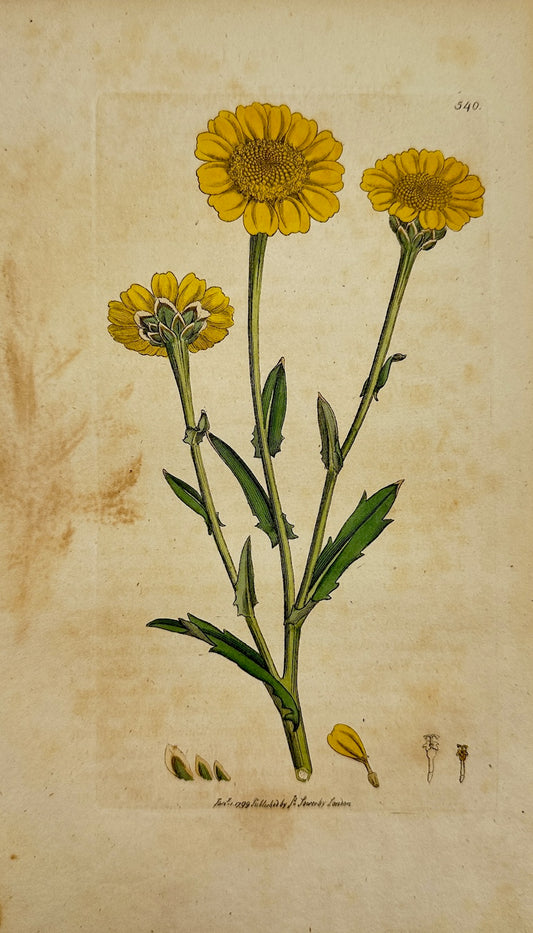 Antique Print - James Sowerby - Chrysanthemum ſegetum - Corn Marigold - F1