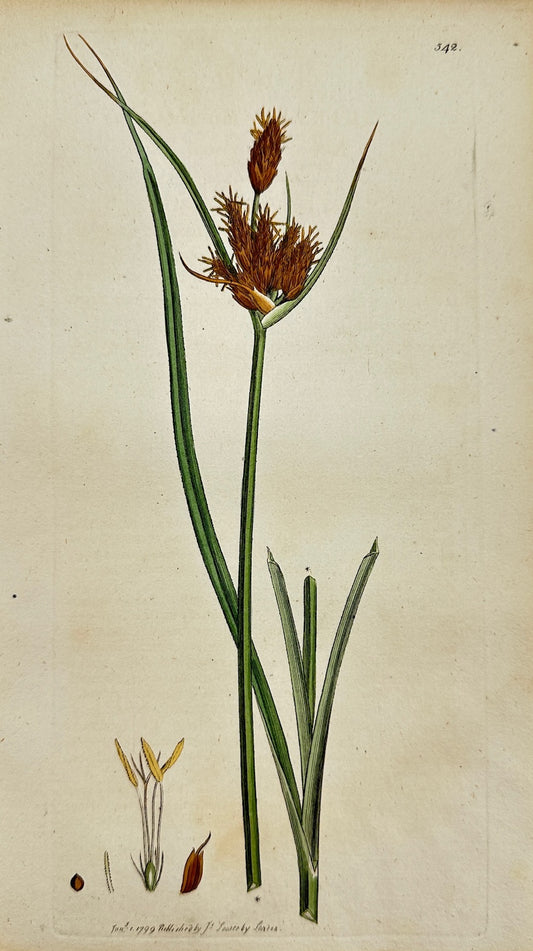 Antique Print - James Sowerby - Scirpus Maritimus - Salt-marsh Club-rush - F1